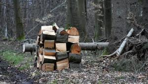 firewood 7031845960720 Економічні новини - головні новини України та світу