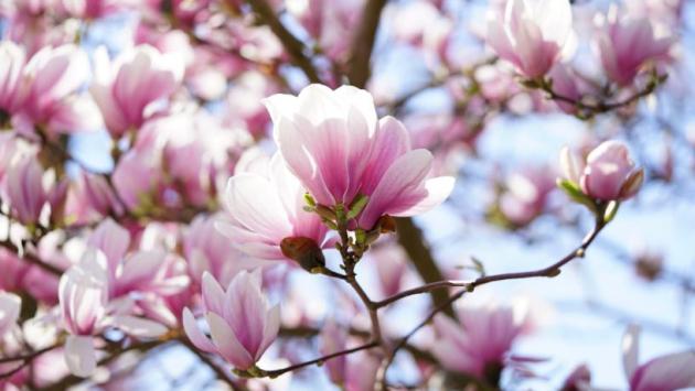 magnoliyi Економічні новини - головні новини України та світу