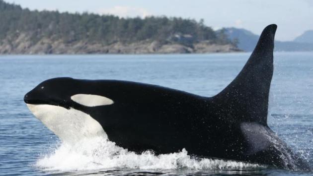 snimok ekrana 2025 03 11 v 15.57.15 Економічні новини - головні новини України та світу