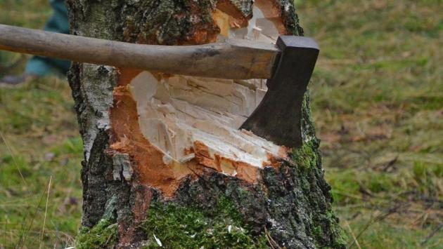 yak rubaty derevo Економічні новини - головні новини України та світу