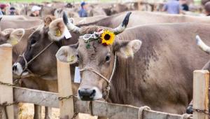 благополуччя