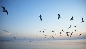 chajka Економічні новини