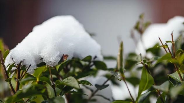 closeup bushes covered snow sunl Економічні новини - головні новини України та світу