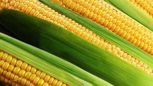 кукурудза