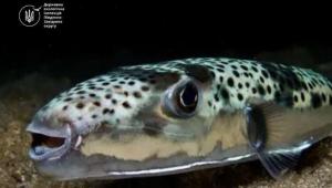 gai01ewih1 rpft9kgkngsyd820pjvsp Економічні новини - головні новини України та світу