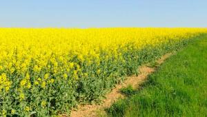 ripak 1 Економічні новини - головні новини України та світу