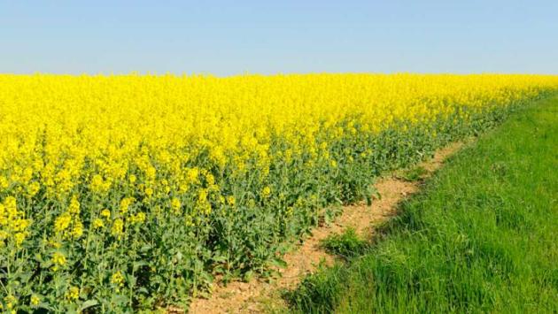 ripak 1 Економічні новини - головні новини України та світу