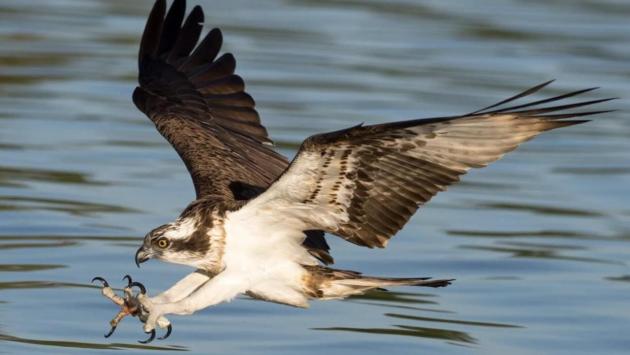 snimok ekrana 2025 06 01 v 15.41.40 Економічні новини - головні новини України та світу