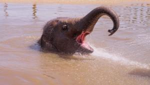 trunks for the pool elephants co Економічні новини - головні новини України та світу