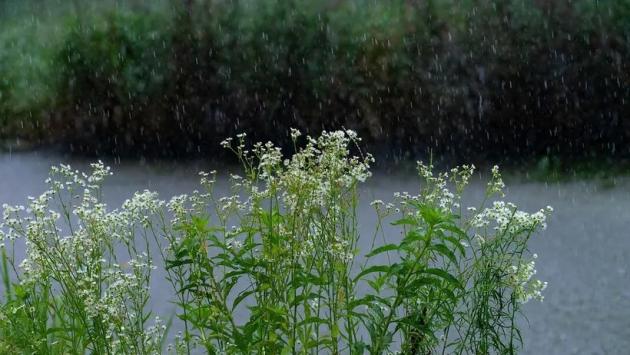 wildflower 49463791280 Економічні новини - головні новини України та світу