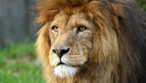 man mauled lion selfie enclosure Економічні новини - головні новини України та світу