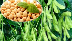 soja Економічні новини - головні новини України та світу