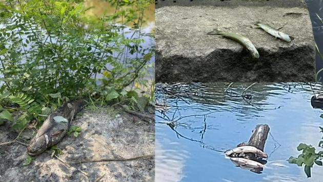 znimok ekrana 2025 07 17 171241 Економічні новини - головні новини України та світу