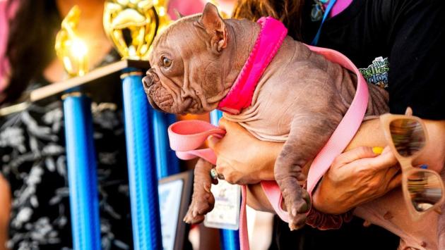 00xp ugly dog 03 vqgh superjumbo Економічні новини - головні новини України та світу