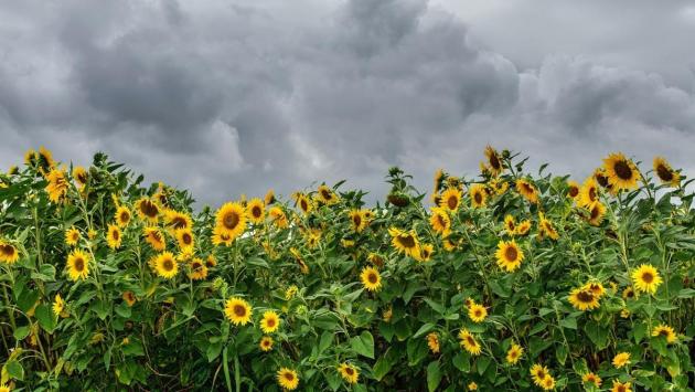 1720467169 5041 Економічні новини - головні новини України та світу