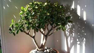 грошове дерево