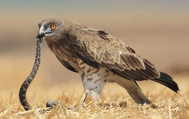 opys Економічні новини - головні новини України та світу