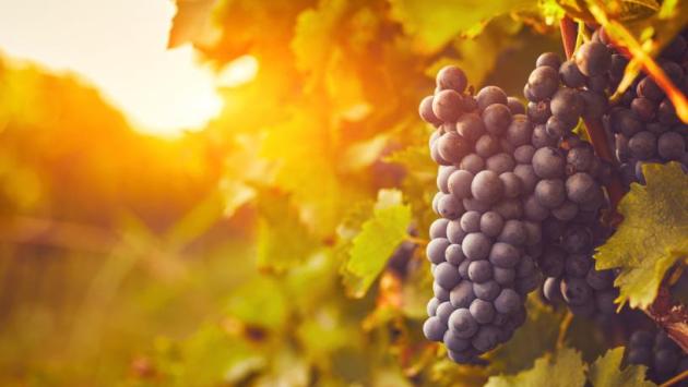 osin Економічні новини - головні новини України та світу