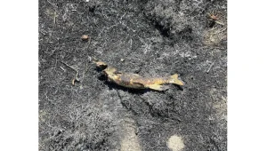 riba Економічні новини - головні новини України та світу