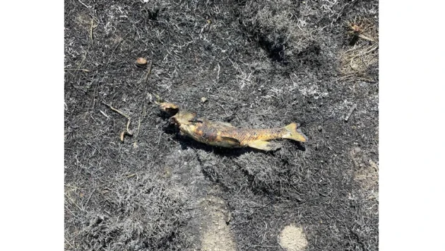 riba Економічні новини - головні новини України та світу