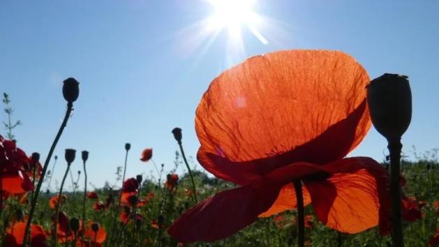 summer 1056925960720 Економічні новини - головні новини України та світу