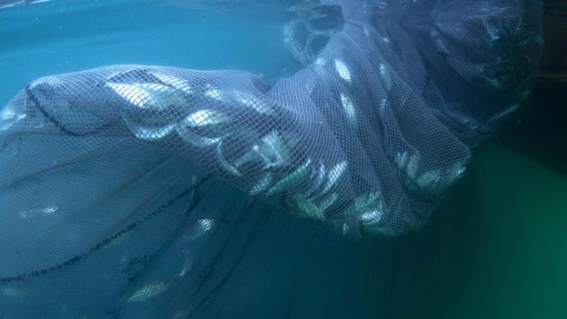 fish stock depletion uc santa ba Економічні новини - головні новини України та світу