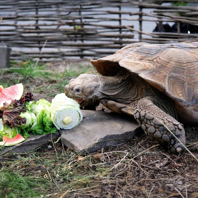 zoo 1 Економічні новини - головні новини України та світу