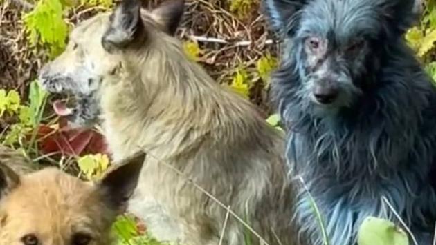 103355137 15231999 image a 9 176 Економічні новини - головні новини України та світу