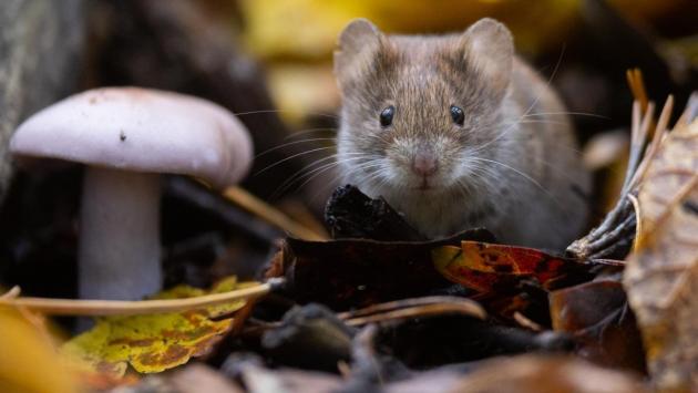 1761378154 7229 Економічні новини - головні новини України та світу