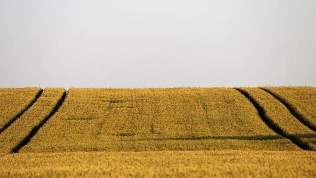 agriculture 42616391280 Економічні новини - головні новини України та світу