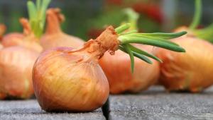 cybulya gorod Економічні новини - головні новини України та світу