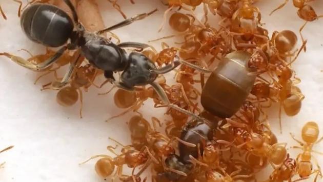 9 main v1763762623 Економічні новини - головні новини України та світу