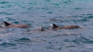 delfin Економічні новини - головні новини України та світу