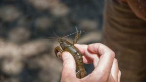 dribniy v rukah cholovika koric Економічні новини - головні новини України та світу