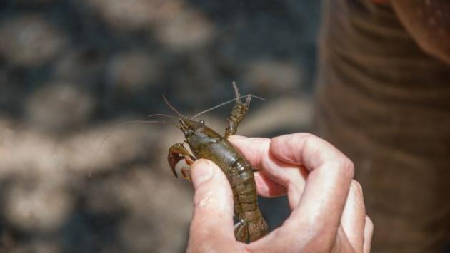 dribniy v rukah cholovika koric Економічні новини - головні новини України та світу