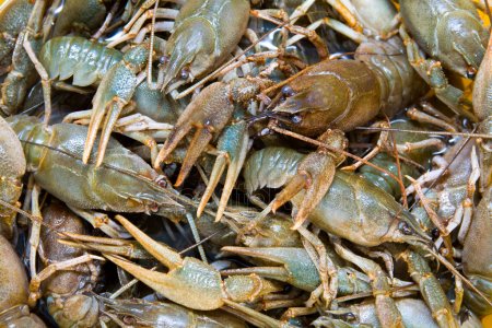 raki zhiviyie srednie Економічні новини - головні новини України та світу