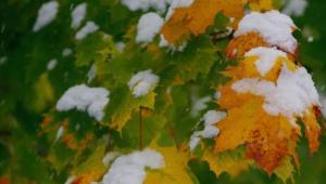 znimok ekrana 2025 11 13 o 07.18.58 Економічні новини - головні новини України та світу