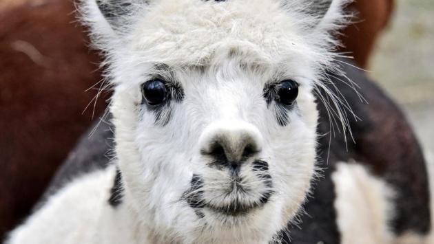 частування