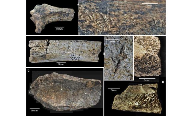 hippopotamid and bovid bones showing cut marks and percussion damage Економічні новини - головні новини України та світу