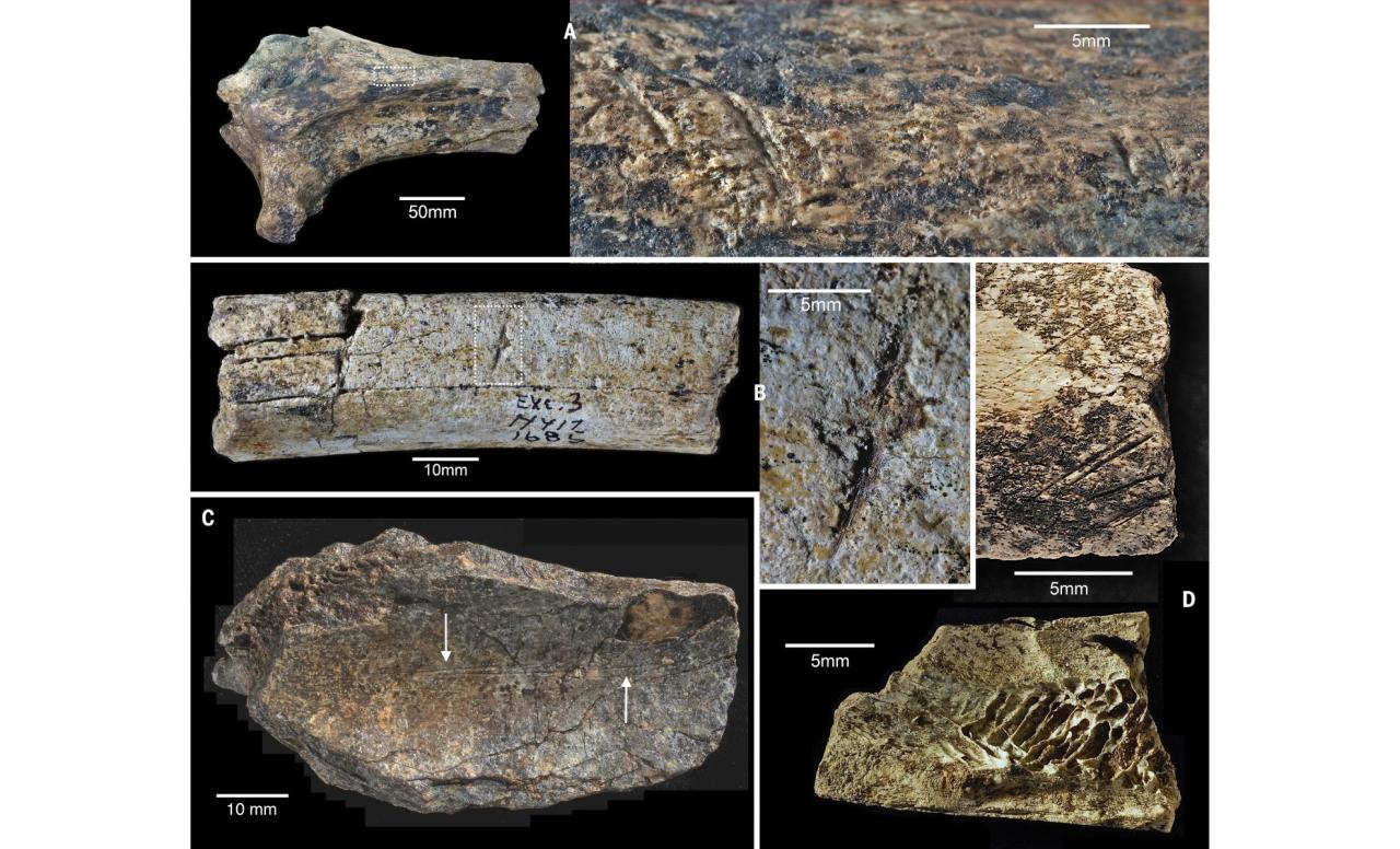 hippopotamid and bovid bones showing cut marks and percussion damage Економічні новини - головні новини України та світу