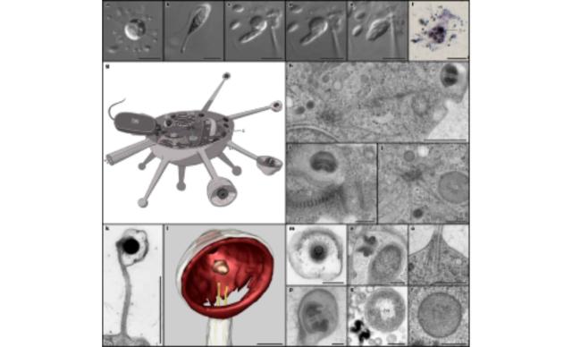 morphology and ultrastructure of solarion arienae Економічні новини - головні новини України та світу