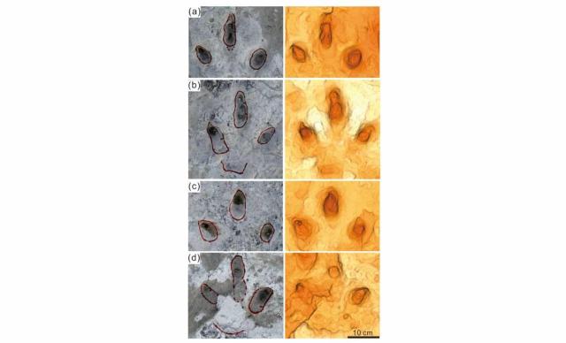 the details of the photographs and false colored depth maps of well preserved footprints of t1with colors ranging from yellow to brown indicating increasing footprint depth springer nature Економічні новини - головні новини України та світу