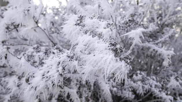 vegetation natural plants park Економічні новини - головні новини України та світу