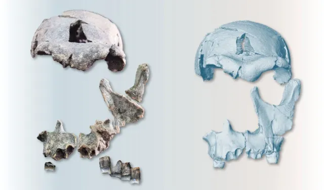 virtual reconstruction of fossil face of 1.5 million year old human ancestor 1200x705 1 Економічні новини - головні новини України та світу