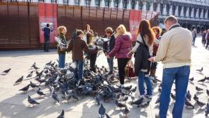 visitors feeding pigeons in st m Економічні новини - головні новини України та світу