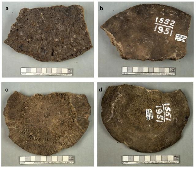 alaska museum mammal bones Економічні новини - головні новини України та світу