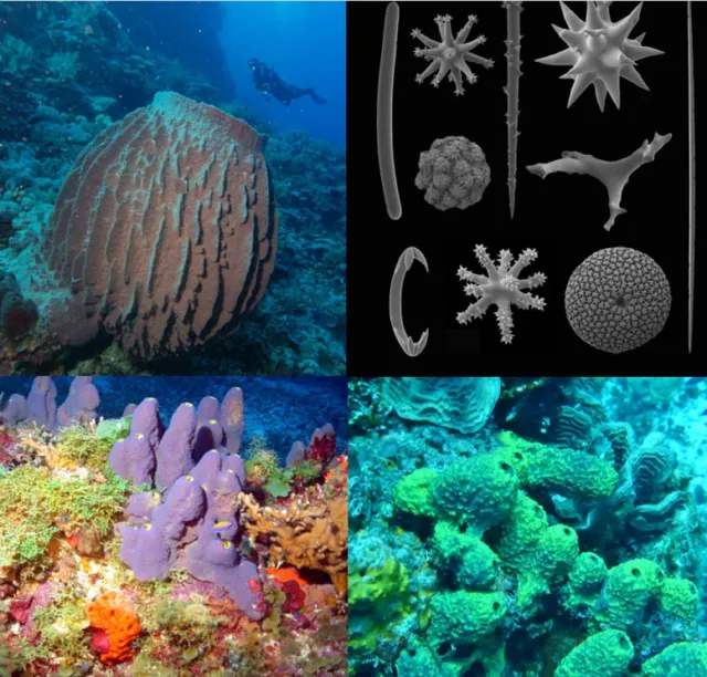 diversity of sponges and their spicules Економічні новини - головні новини України та світу