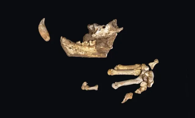 the remains of a bison that roamed the iberian peninsula scaled 1 Економічні новини - головні новини України та світу